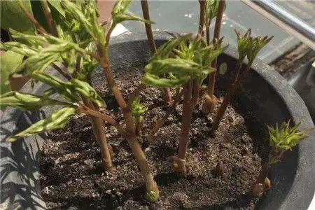 芍药牡丹1粒种子就能种出来开花比脸大