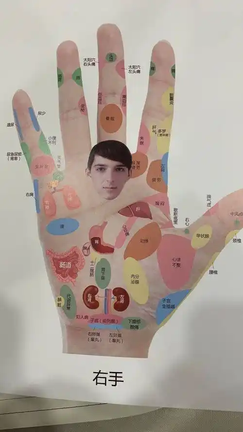 根部至整个手掌,相当于人体的颈部和躯干,反映了胸,腹腔中各个脏腑