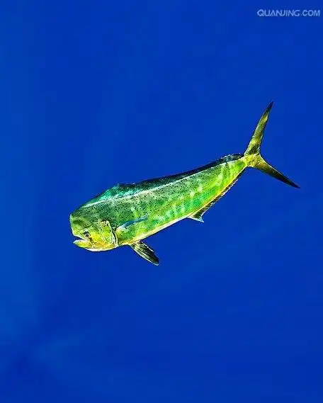 p>剑鱼(学名: i>xiphias gladius /i>),亦称"箭鱼".