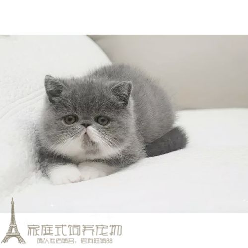 白双色加菲猫宠物猫咪异国短毛猫家养纯种灰色加菲猫幼猫活体x优惠券