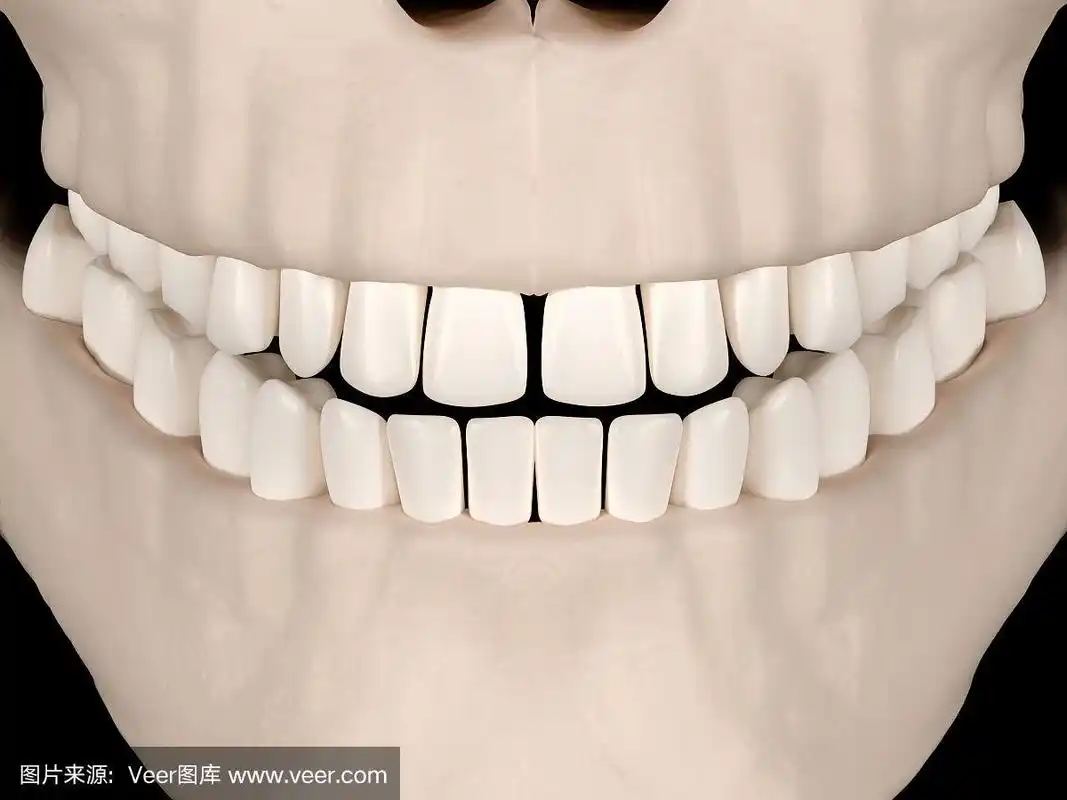 成人牙齿的正面视图