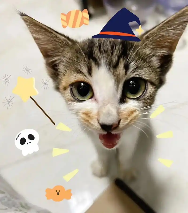 河北衡水|精灵耳妹妹领养.