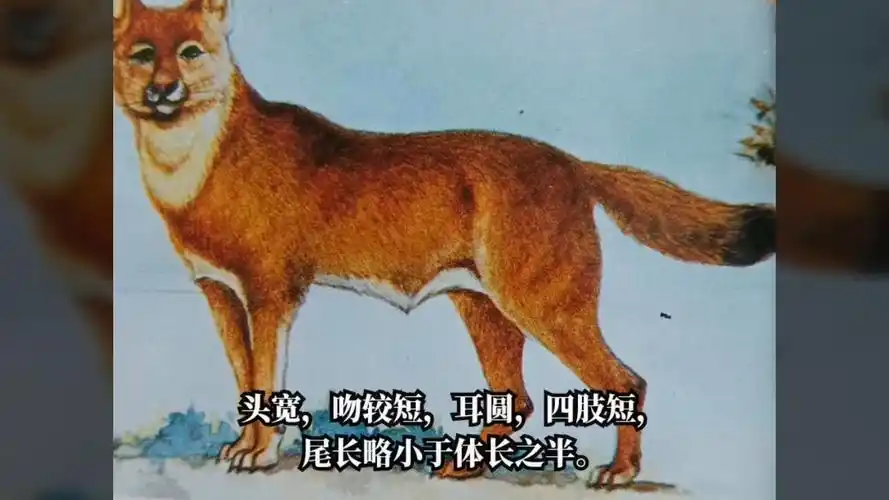 太白山区神出鬼没的豺