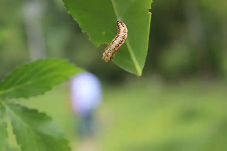 珍蝶科苎麻珍蝶幼虫