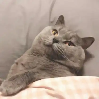 情侣头像超可爱的萌宠动物情头图片