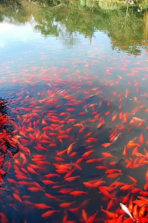 西湖十大景点之一花港观鱼