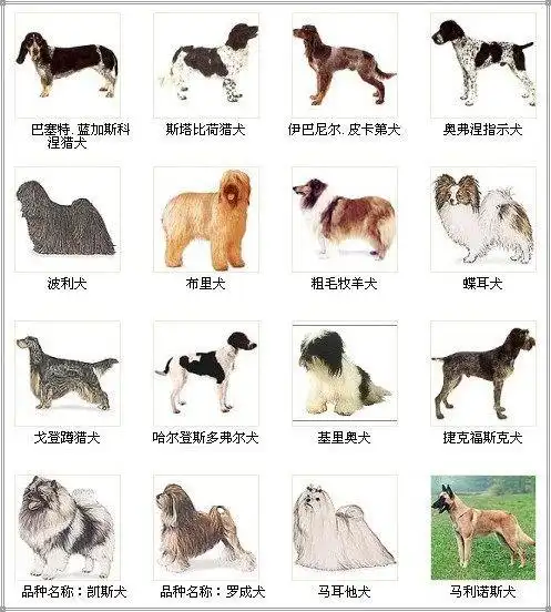 世界名犬大全图片欣赏