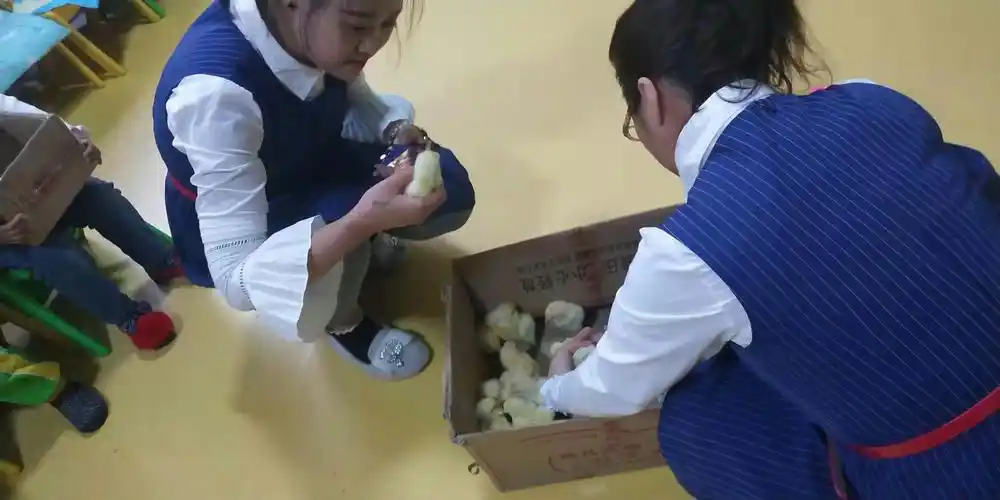 小精灵幼儿园小鸡孵化21天活动圆满一成功!