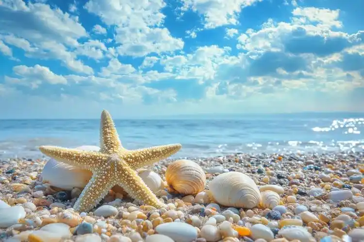 贝壳沙滩照片-贝壳沙滩作品