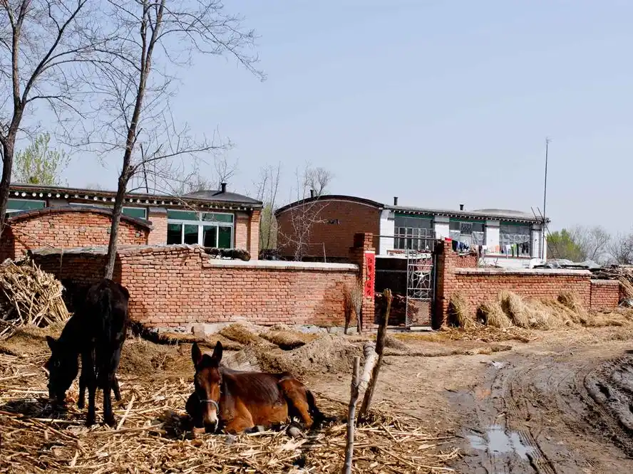 东北农村很穷吗?为什么到处是平房?连小二层都很少见_院子