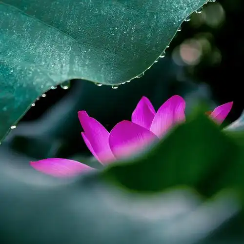 荷韵夏日荷花露珠微风含苞欲放