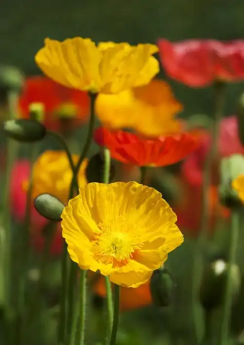 罂粟花图片 鸦片花图片 罂粟花植物图片[12/15]_图片大全_美桌网