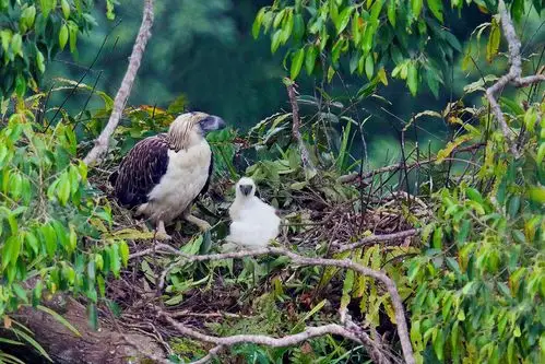 雕中之虎食猿雕位列食物链顶端为什么只剩下400对