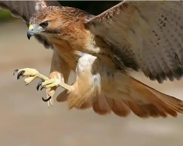 全都是蛇成功被猎杀,不管是毒蛇还是菜蛇,在面临老鹰这一天敌时全然没