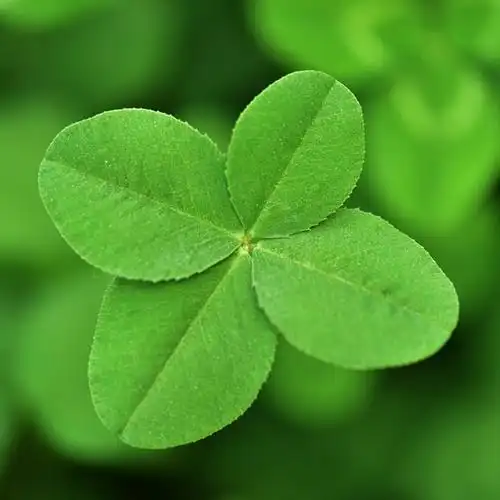 幸运四叶草图片_带来好运的微信头像图片_扣扣居