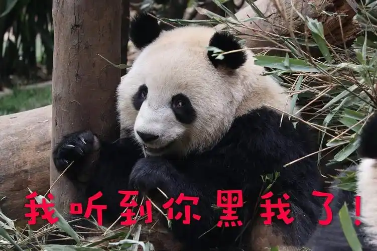 浠墨的相册-大熊猫表情包