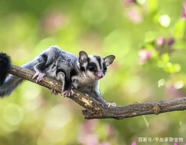 飞鼠听过没有,可爱黏人又会飞的小动物,真名叫做蜜袋鼯