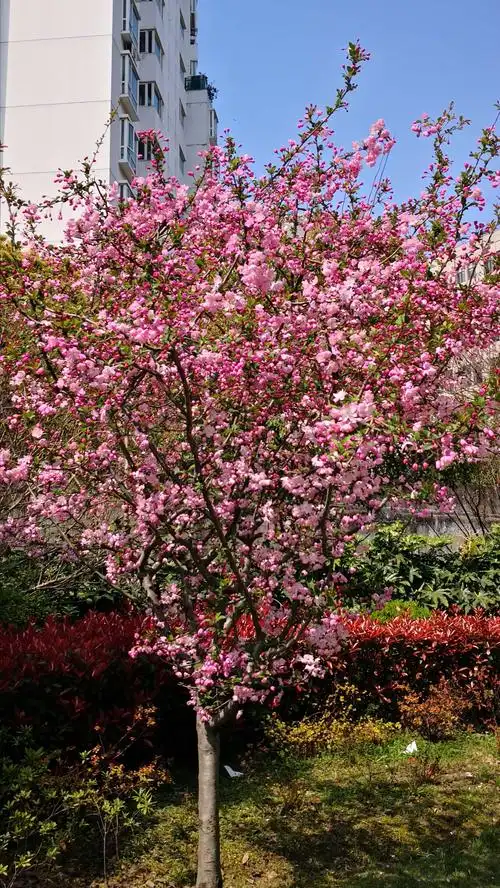 春暖花开——垂丝海棠