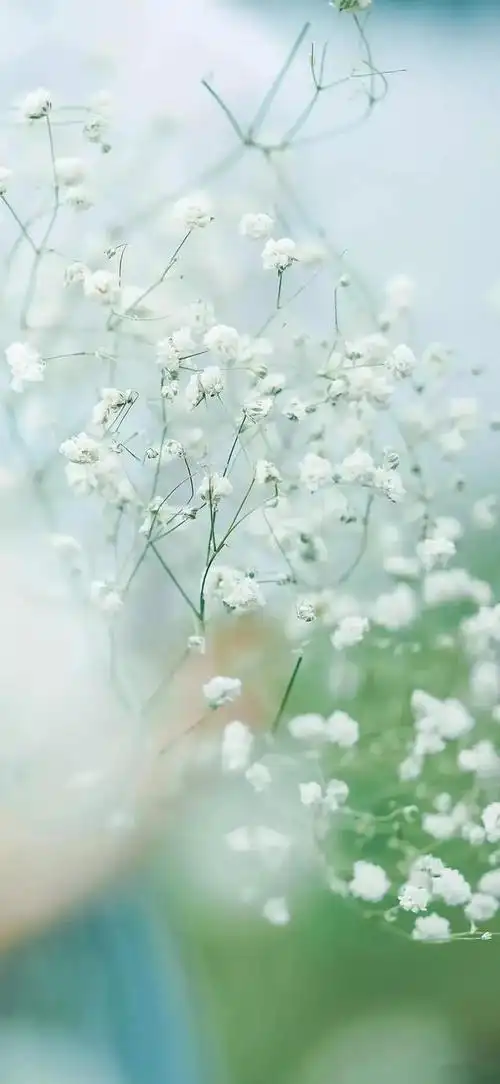 高清壁纸植物花卉治愈养眼小清新唯美