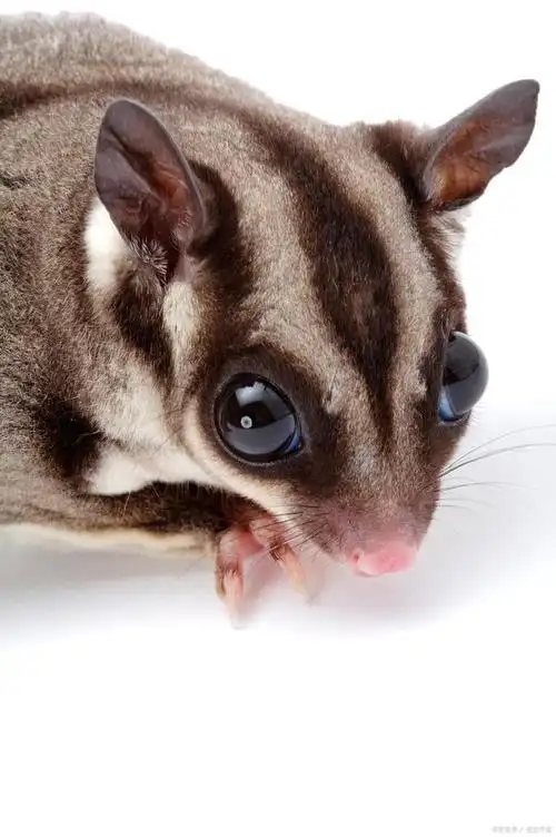 蜜袋鼯的生活习性和特征