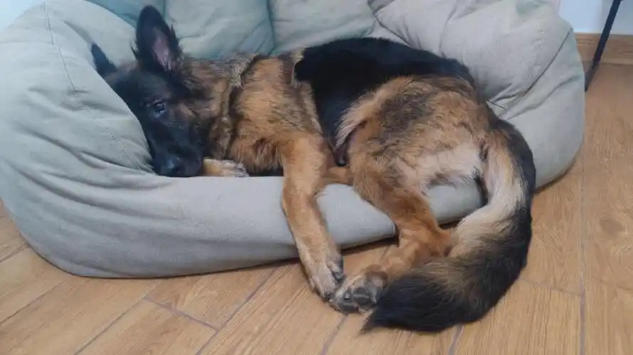 狗子轮流霸占我老公的小沙发