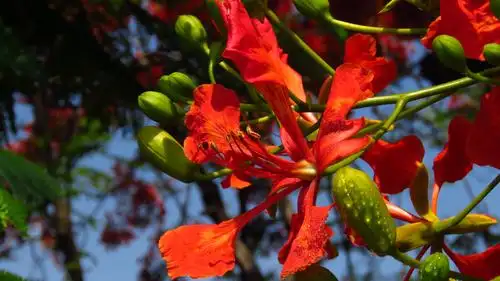 海印桥下凤凰木花