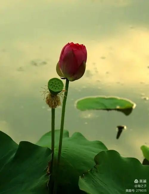 清晨润州园拍荷花