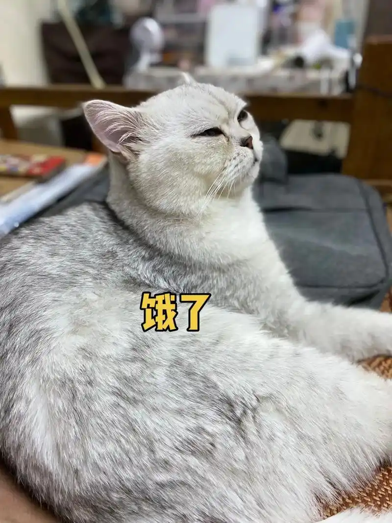 饭怎么还没好,饿了.可爱的胖虎想吃饭了,表情极度搞笑 - 抖音