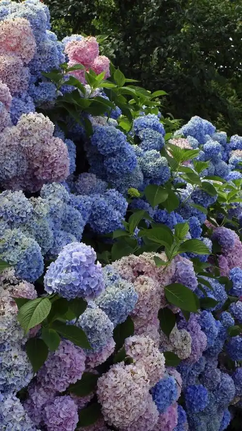 壁纸 许多绣球花,五颜六色的花朵,村庄 2880x1800 hd 高清壁纸, 图片