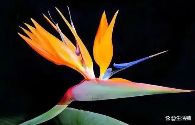 天堂鸟叶子发黄干枯是怎么回事?4个"绝招",四季常绿开花旺