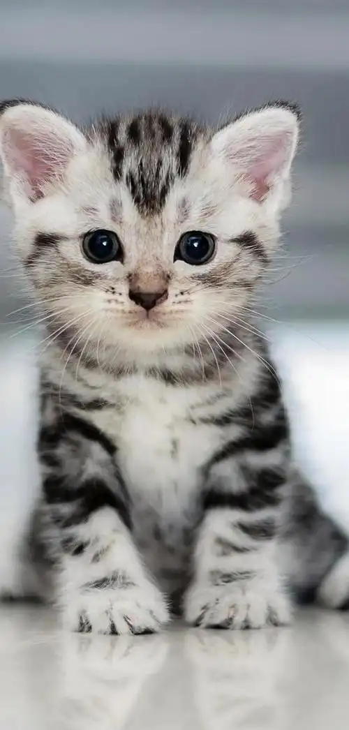 温暖治愈系卡通图片(壁纸丨高清全屏萌萌的动物壁纸)