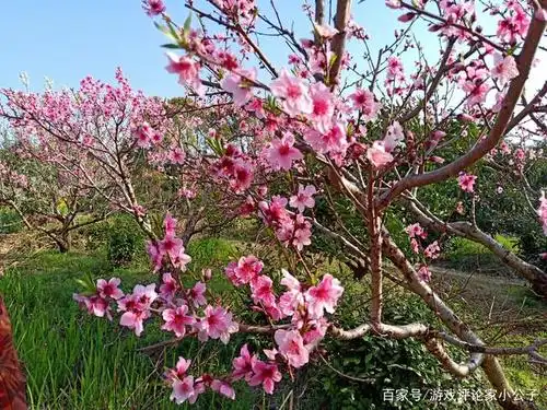 春天最美观景的乡间小路