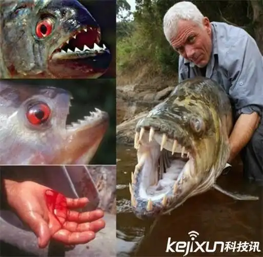 世界上最恐怖的动物是什么?