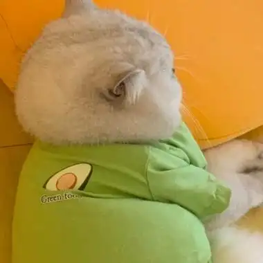 全网最火猫咪头像50张_动物头像_头像屋