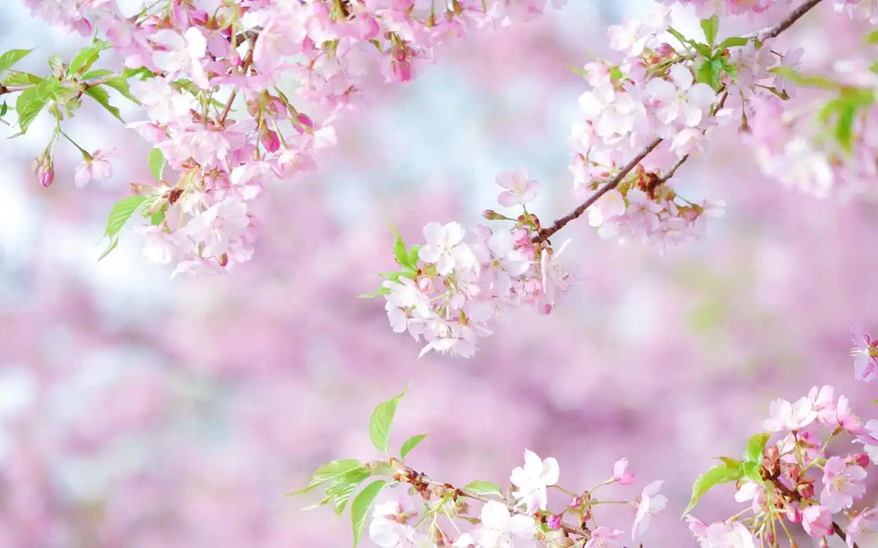 粉色浪漫春日樱花高清桌面壁纸
