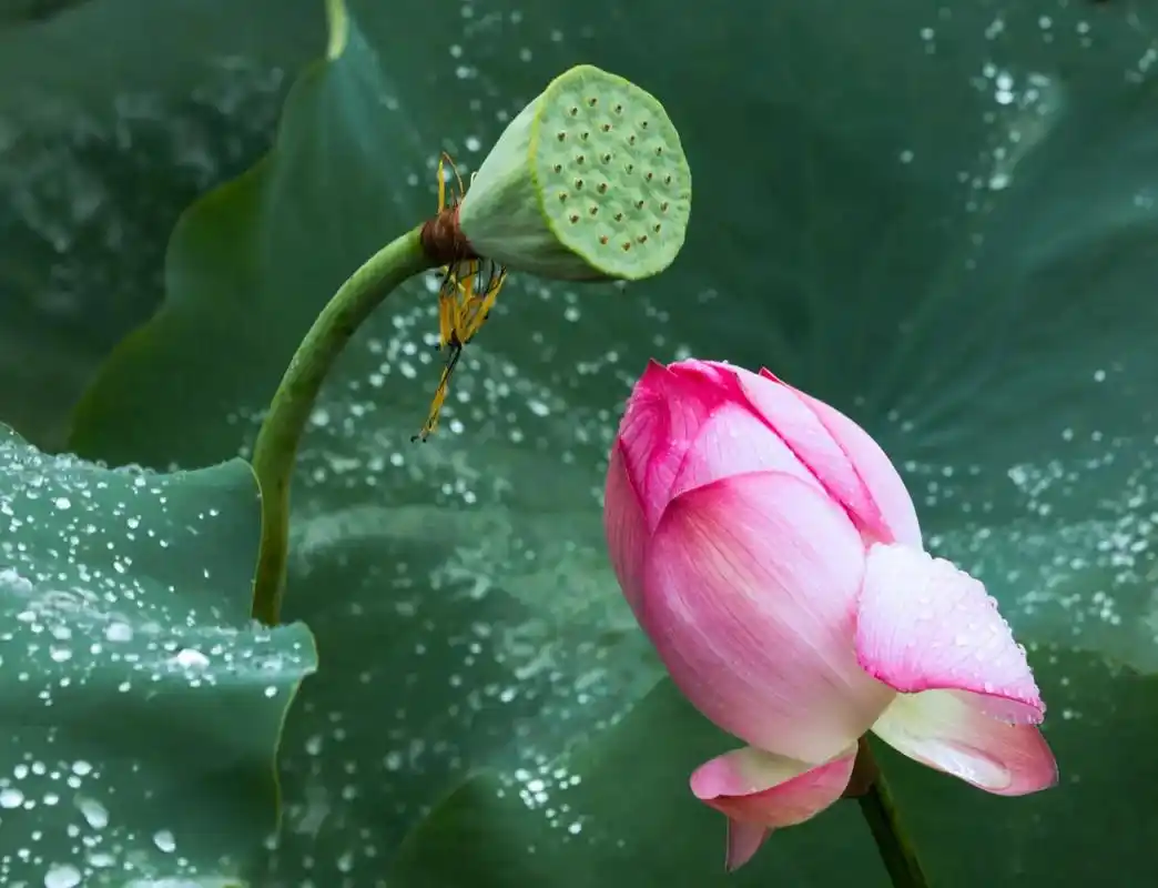 美丽的荷花.#图文热搜词创作任务 ,装饰画话题.生活中到处都 - 抖音