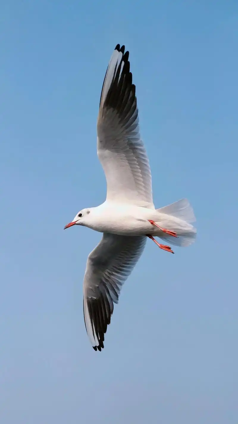 海鸥不再眷恋大海 鼋头渚的冬日浪漫.#海鸥 #红嘴鸥 #鼋头 - 抖音