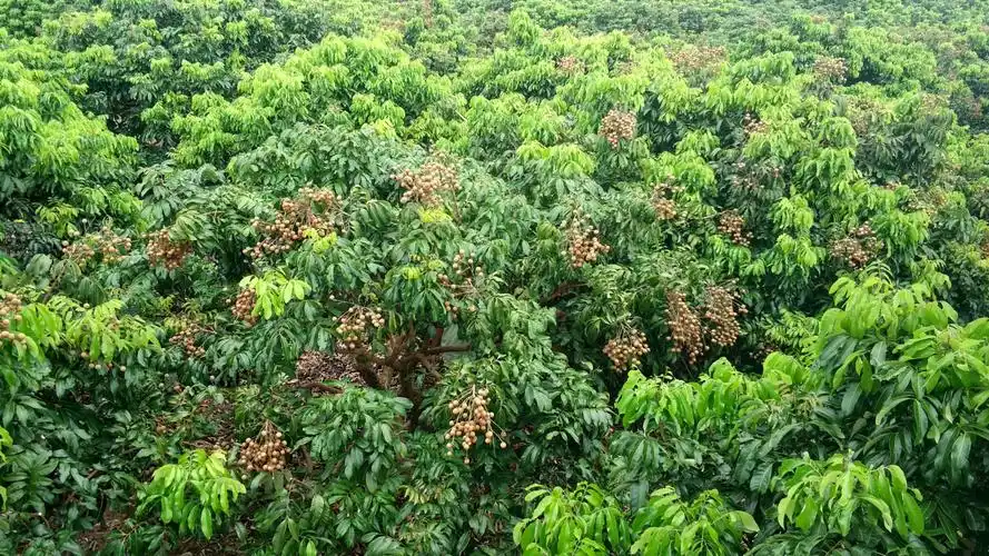 石夹龙眼果挂满枝头,笑迎八方顾客前来选购.