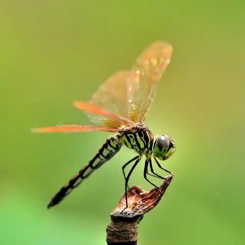 蜻蜓图_生态_poco摄影,蜻蜓,生物