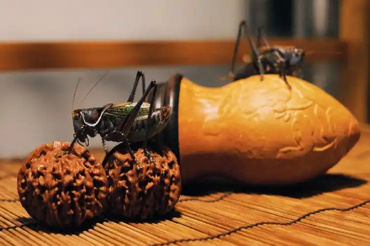 第四十七期:【雅俗】我说冬蝈蝈