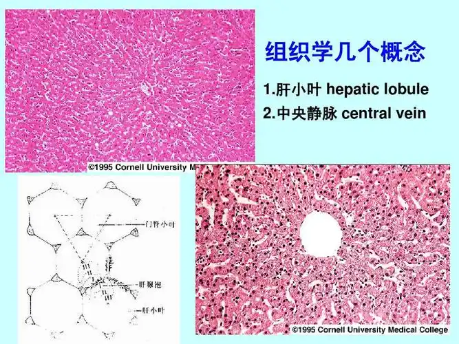 中央静脉 central vein 2013-6-10 第3页 (共73页,当前第3页) 你可能