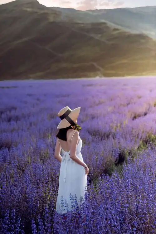 薰衣草—前世的记忆,今生的钟爱