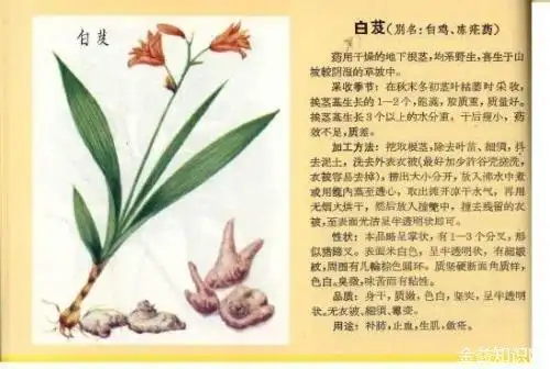 白及的功效与作用