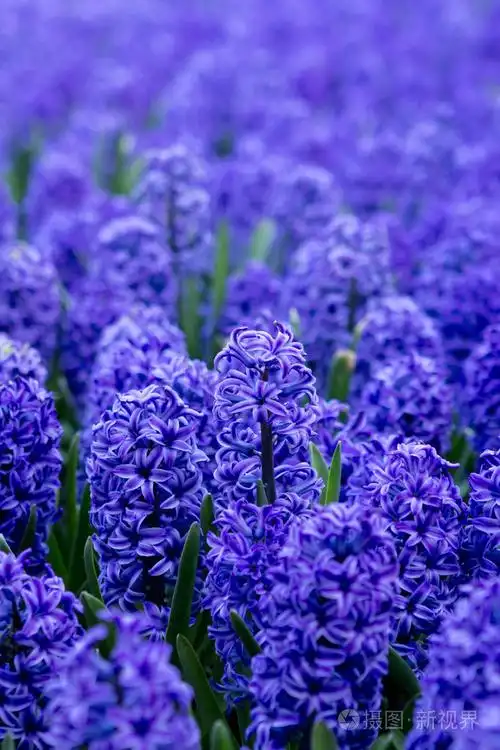 blankytně modré květy hyacinty深蓝色的风信子花
