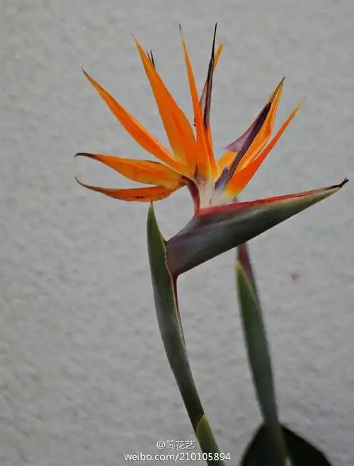 reginae),又称极乐鸟之花,学名鹤望兰原产非洲南部,旅人蕉科鹤望兰属