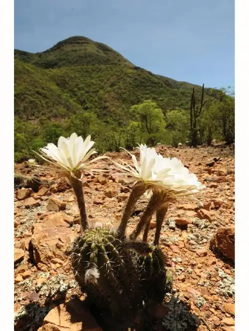 玻利维亚产地探索26