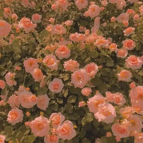 ins潮图朋友圈背景图/高质量/神仙背景