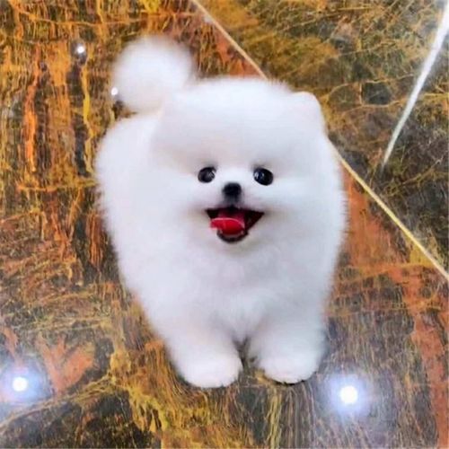 纯种小博美幼犬活体小茶杯犬宠物小狗狗长不大小型可爱球形俊介犬