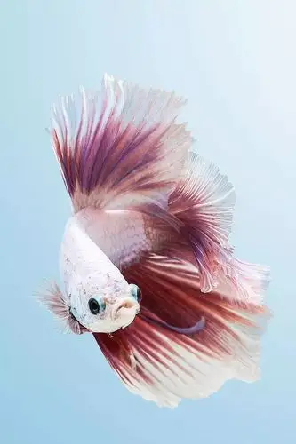 反正拍一夏# 全世界最.罕见最美的鱼,集齐了!之七!