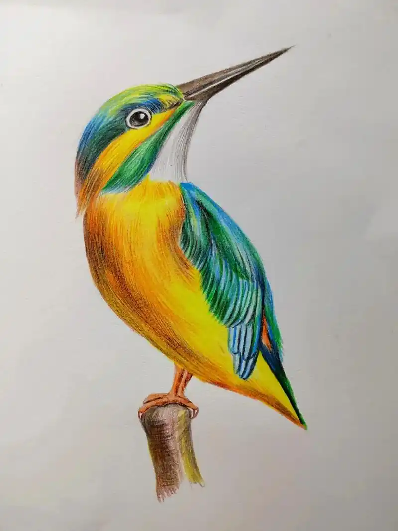 彩铅翠鸟